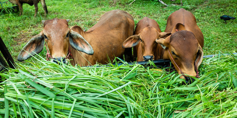 Green Fodder