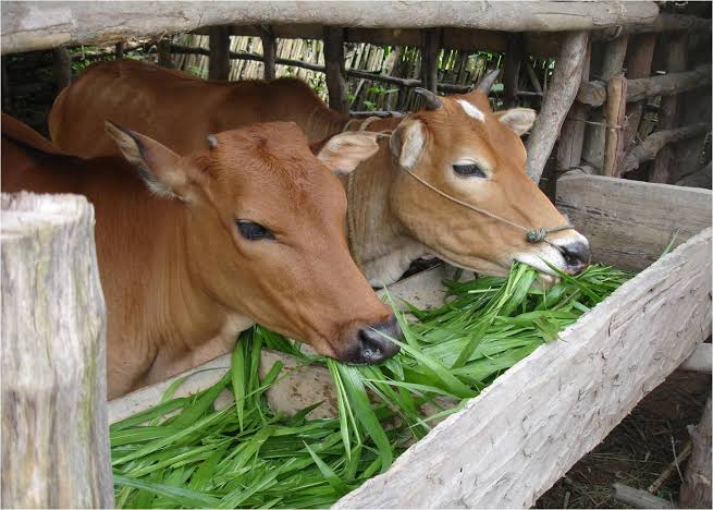 Green Fodder