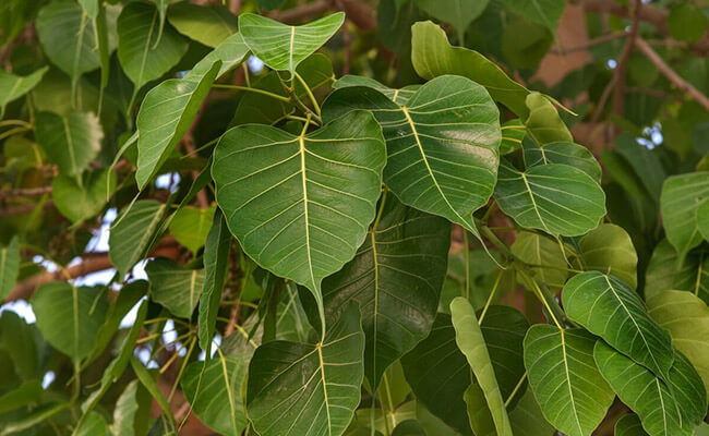 Peepal tree