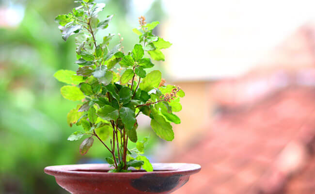 Tulsi tree