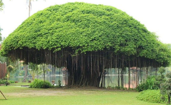 Banyan tree